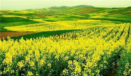 陕西域名后缀分类有哪些_常见域名后缀有哪些