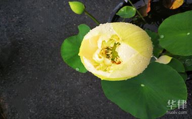 陕西域名争议解决办法_域名争议解决程序与诉讼或者仲裁的关系是怎样的