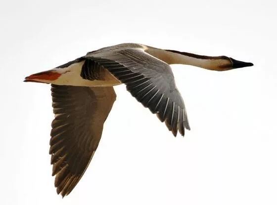 域名注册证书是什么_华为注册了一整本《山海经》,你手上又有几个“神话”级域名?